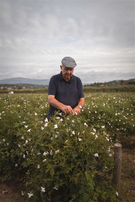 casis chanel flower field|An exclusive look at the Chanel flower fields in Grasse .